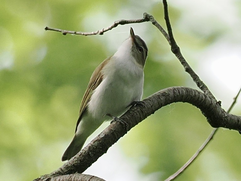 Red-eyed Vireo - Paul Kinzer