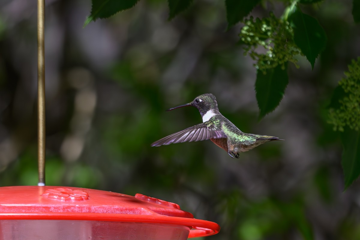 Black-chinned Hummingbird - Joe Ventimiglia