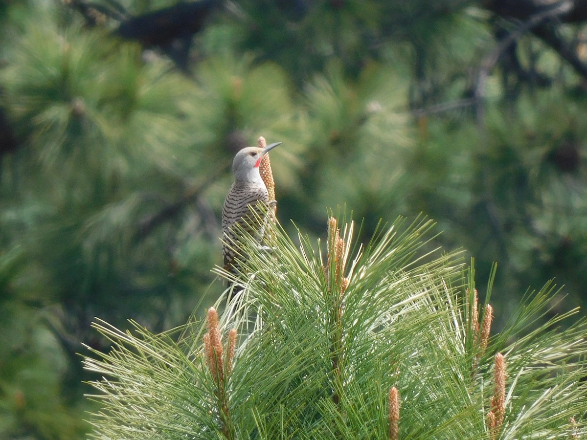 Northern Flicker - Olivia Fisher