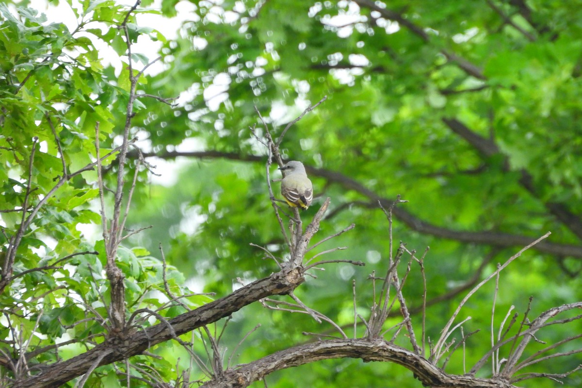 Western Kingbird - Betty Lou Peckham