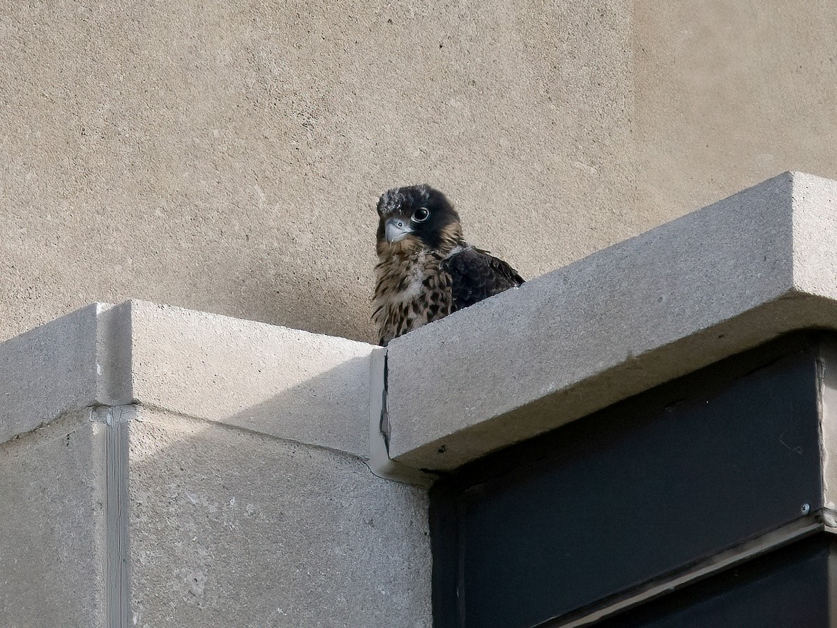 Peregrine Falcon - ML619544450