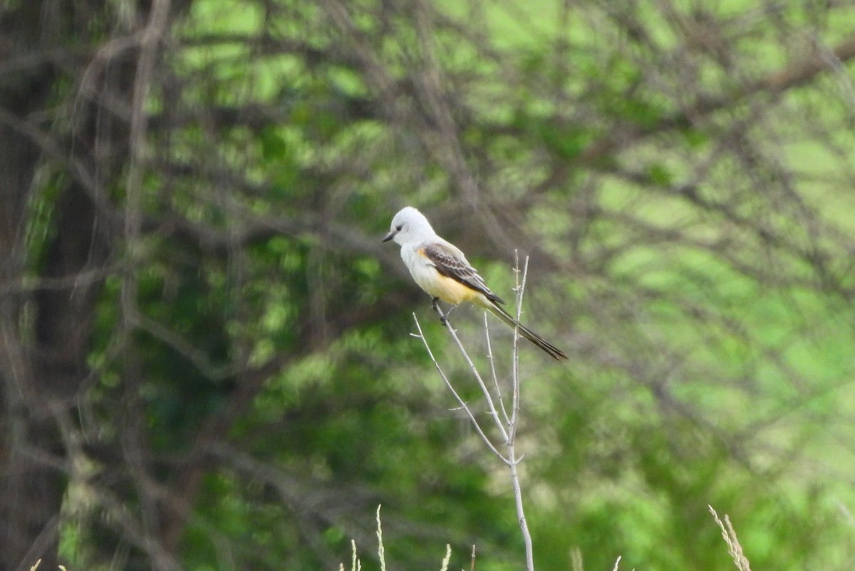 Scissor-tailed Flycatcher - Betty Lou Peckham