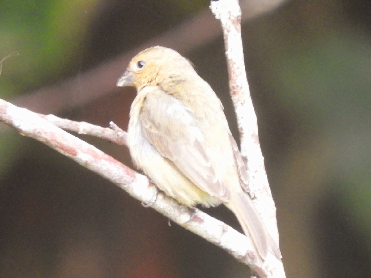 Yellow-bellied Seedeater - Juan Delgado