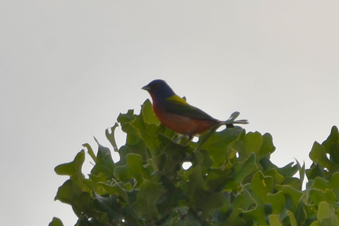 Painted Bunting - Carmen Ricer