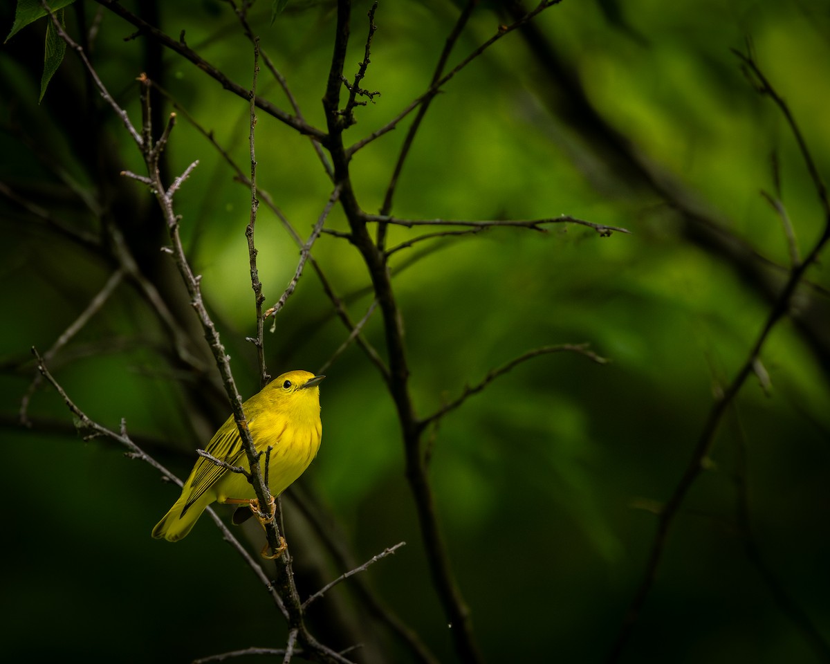 Yellow Warbler - Joseph Bratta