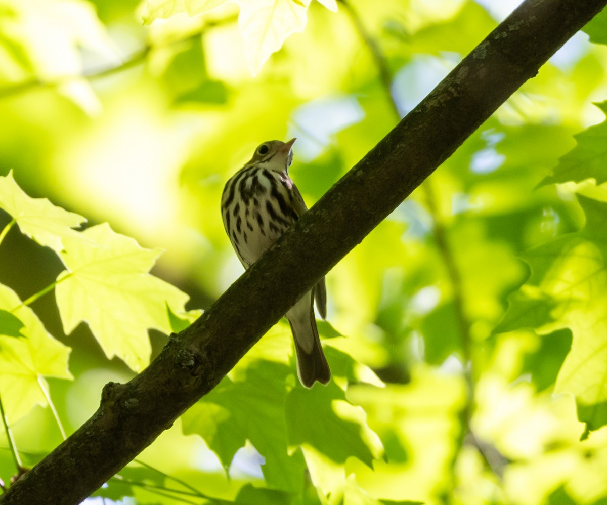 Ovenbird - Greg Harrington