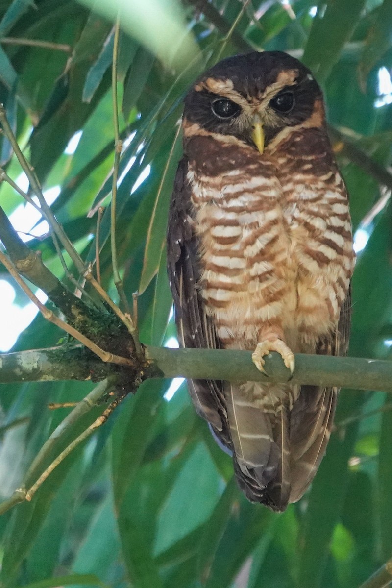 Band-bellied Owl - Celesta von Chamier