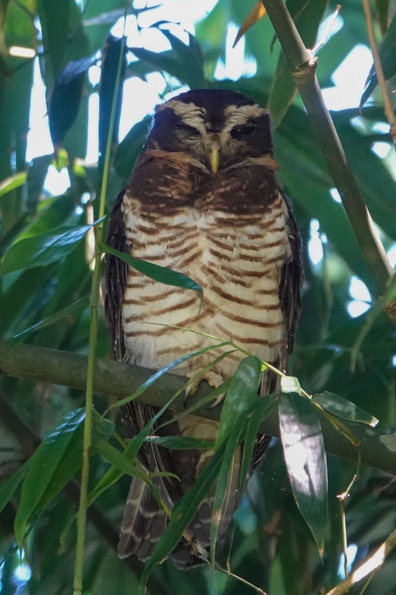 Band-bellied Owl - Celesta von Chamier