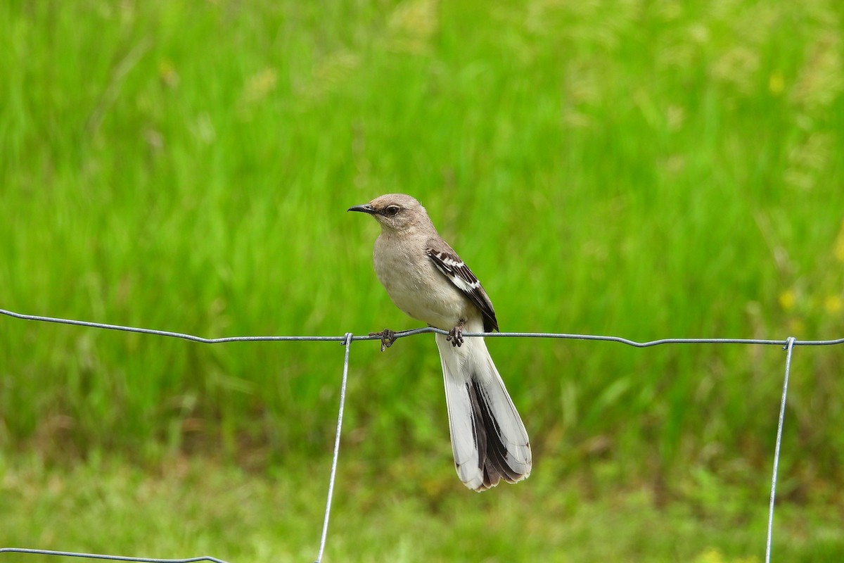 Northern Mockingbird - Betty Lou Peckham