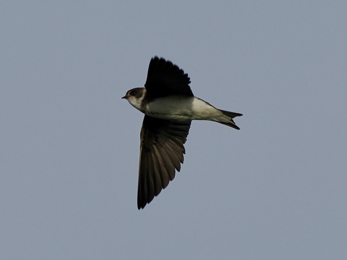 Bank Swallow - ML619544468