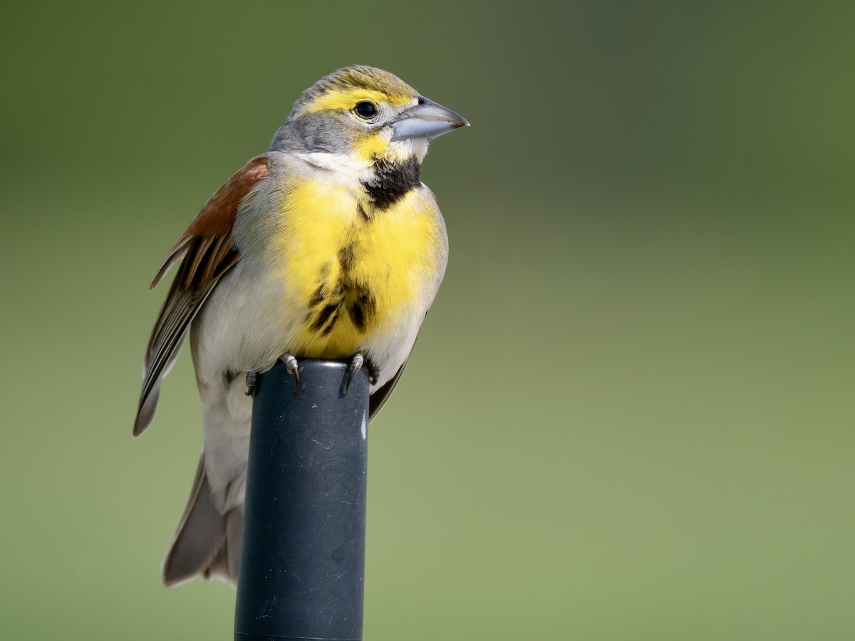 Dickcissel - Tori Martel