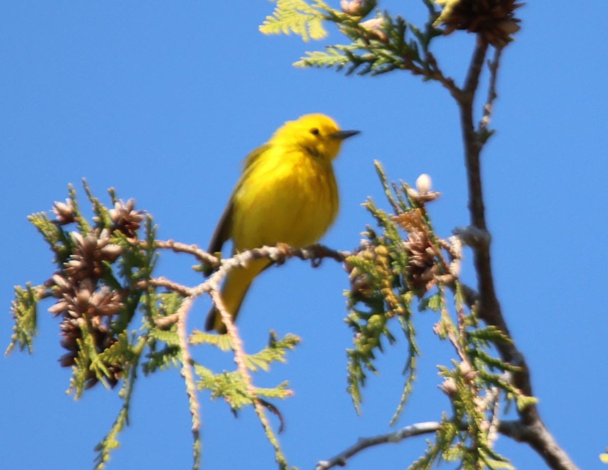 Yellow Warbler - Alan Shapiro