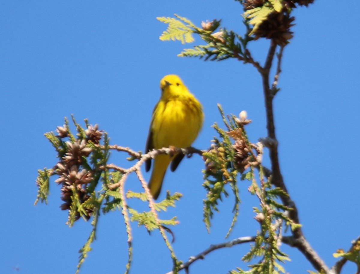 Yellow Warbler - Alan Shapiro