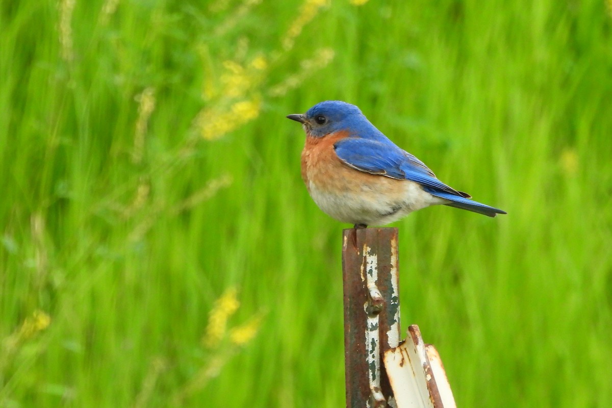 Eastern Bluebird - Betty Lou Peckham