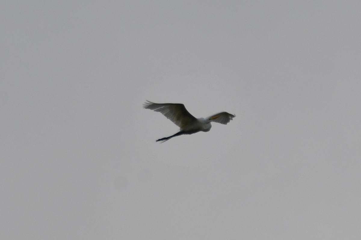 Great Egret - Carmen Ricer