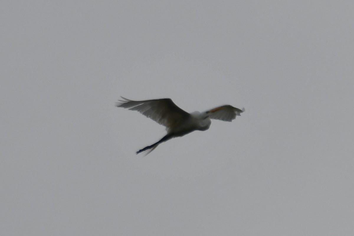 Great Egret - Carmen Ricer