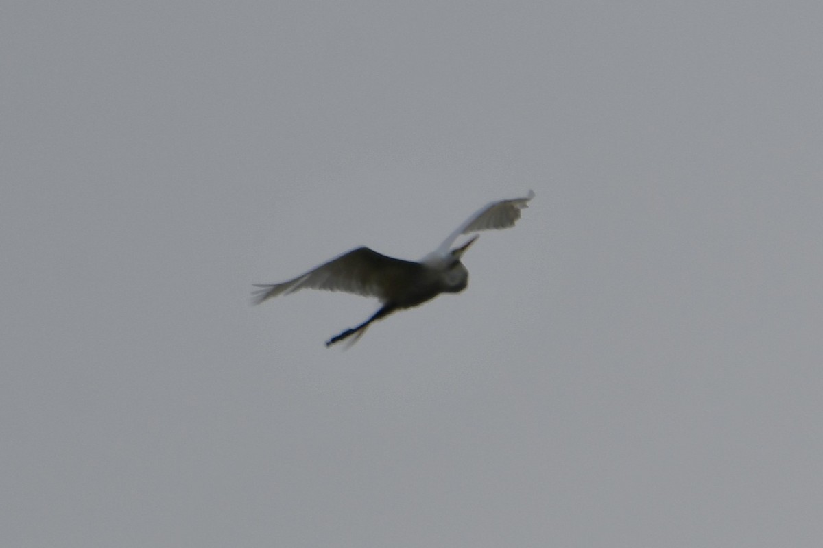 Great Egret - Carmen Ricer