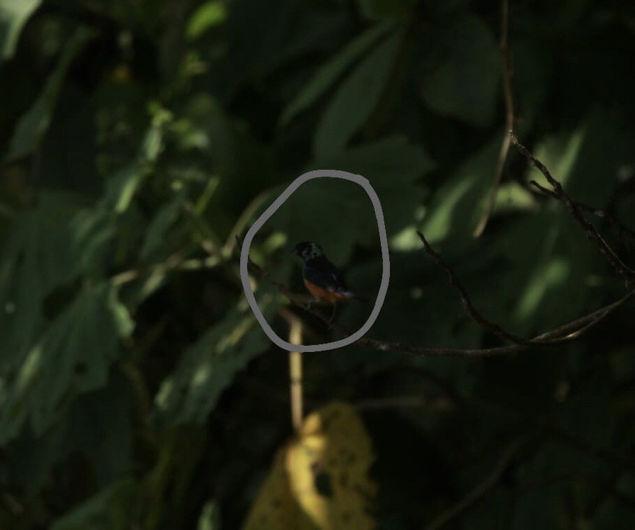 Spangle-cheeked Tanager - Adan Marín Bermúdez