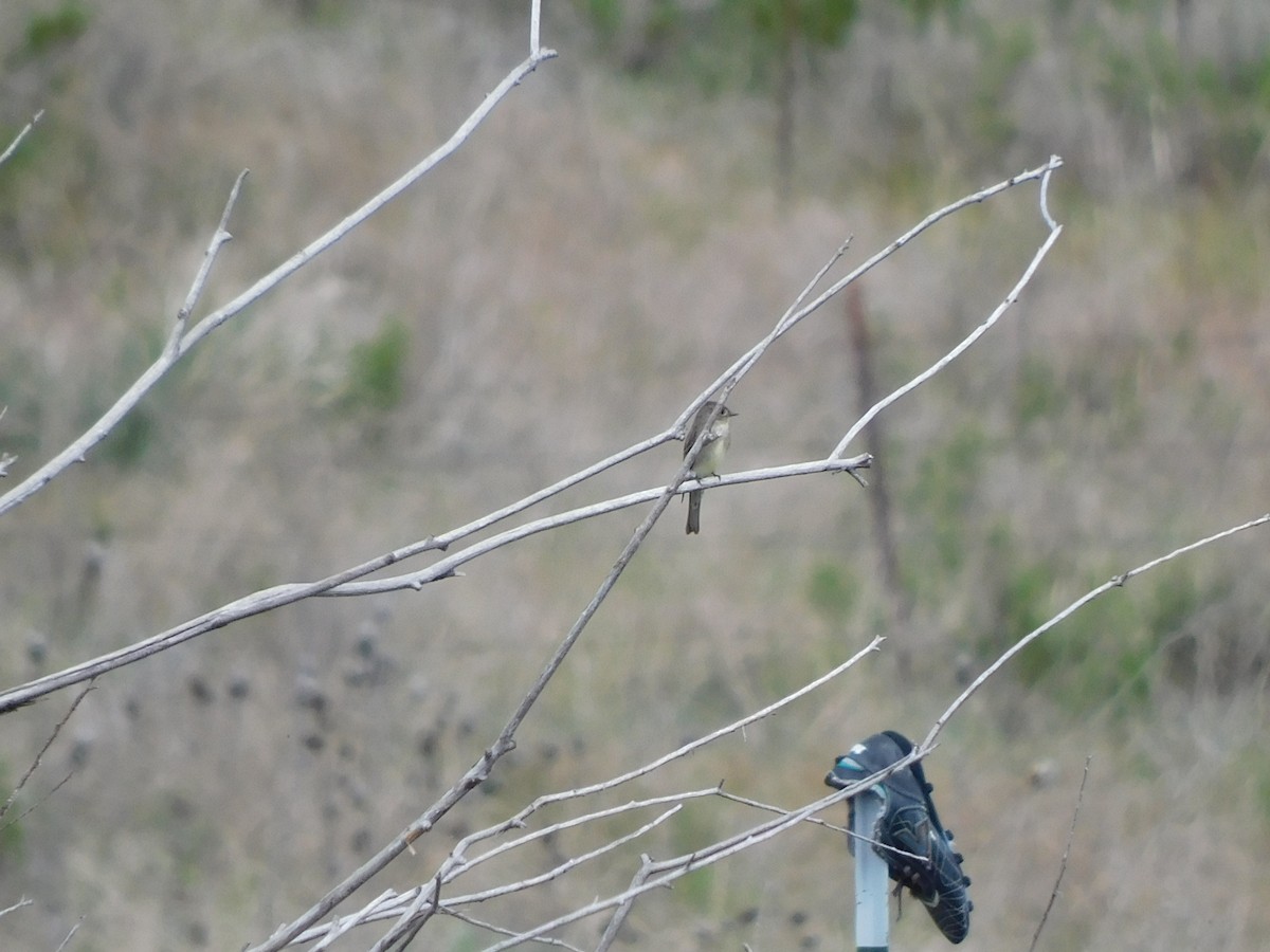 Western Wood-Pewee - Olivia Fisher