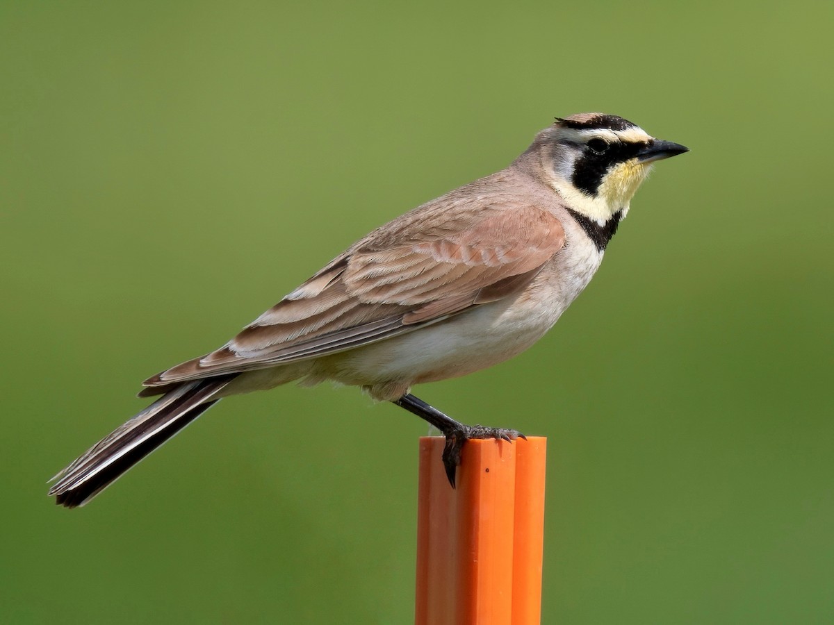 Horned Lark - Tori Martel