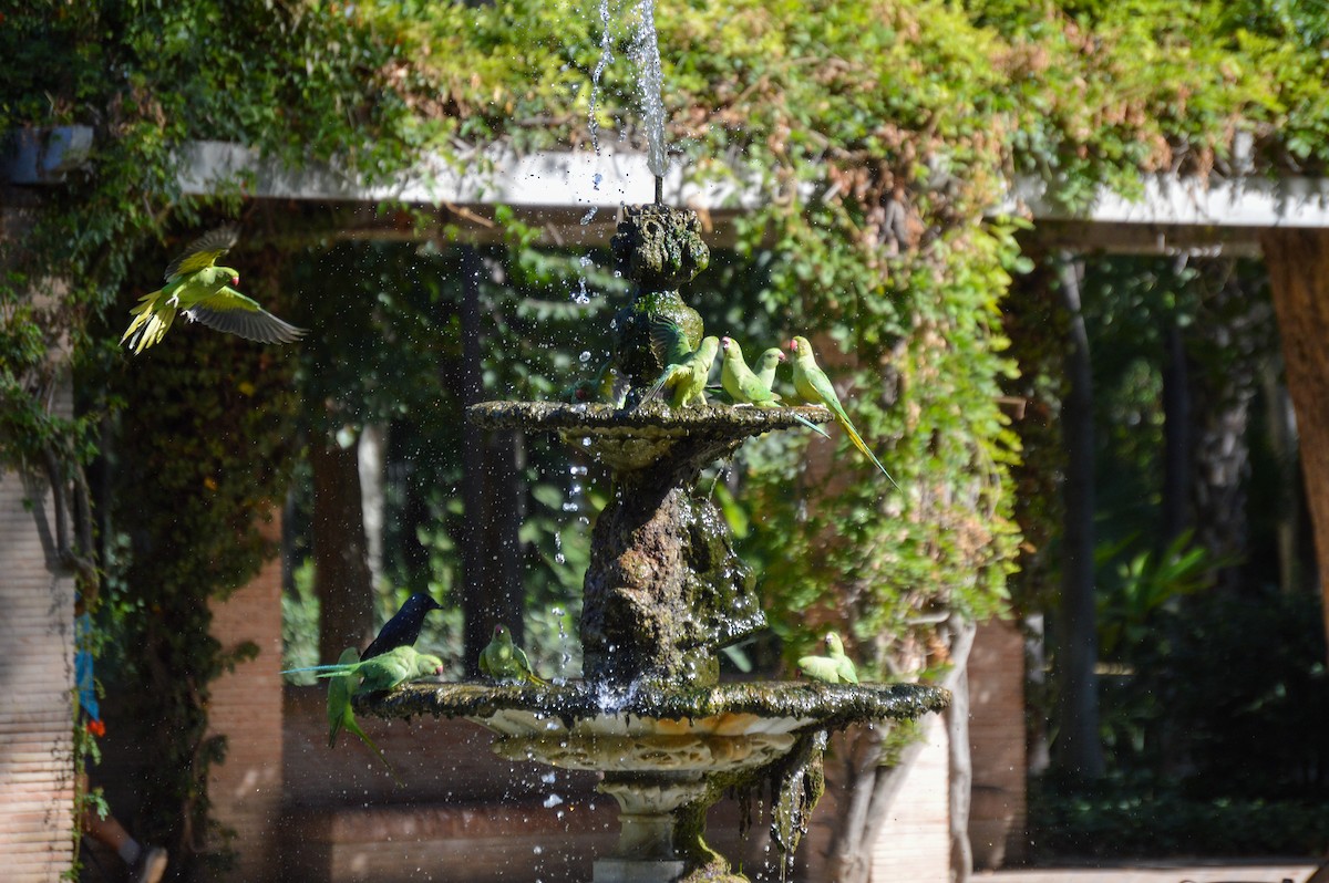 Rose-ringed Parakeet - Juniper Vane