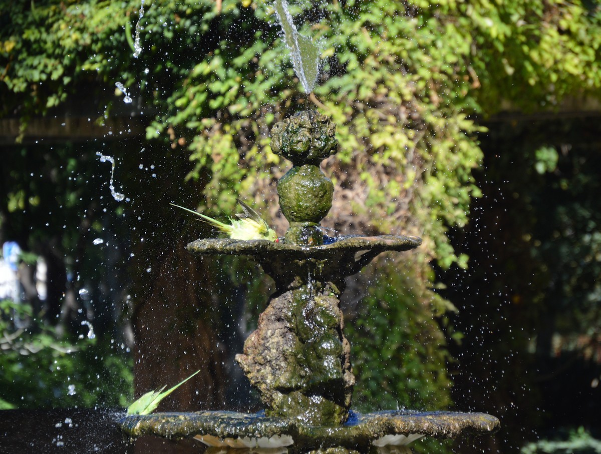 Rose-ringed Parakeet - Juniper Vane