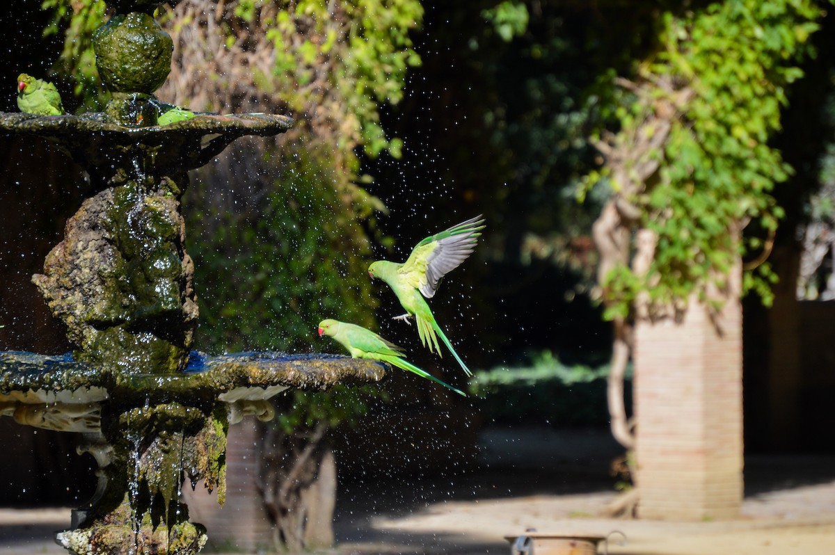 Rose-ringed Parakeet - Juniper Vane