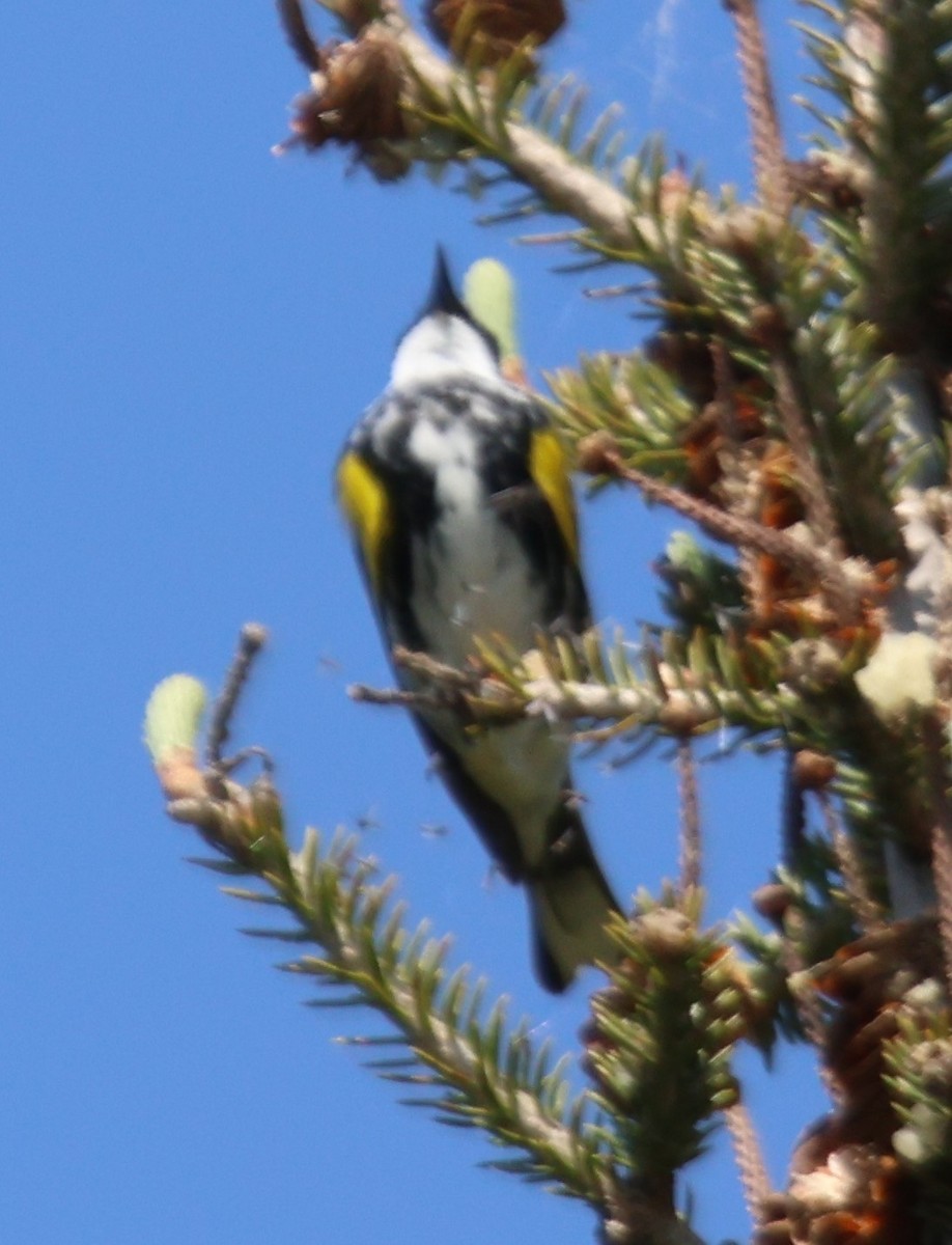 Yellow-rumped Warbler - Alan Shapiro