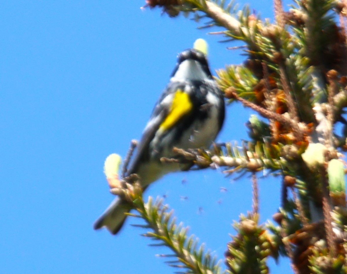 Yellow-rumped Warbler - Alan Shapiro