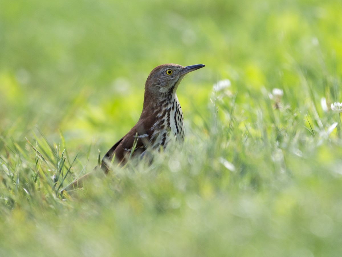 Brown Thrasher - T C