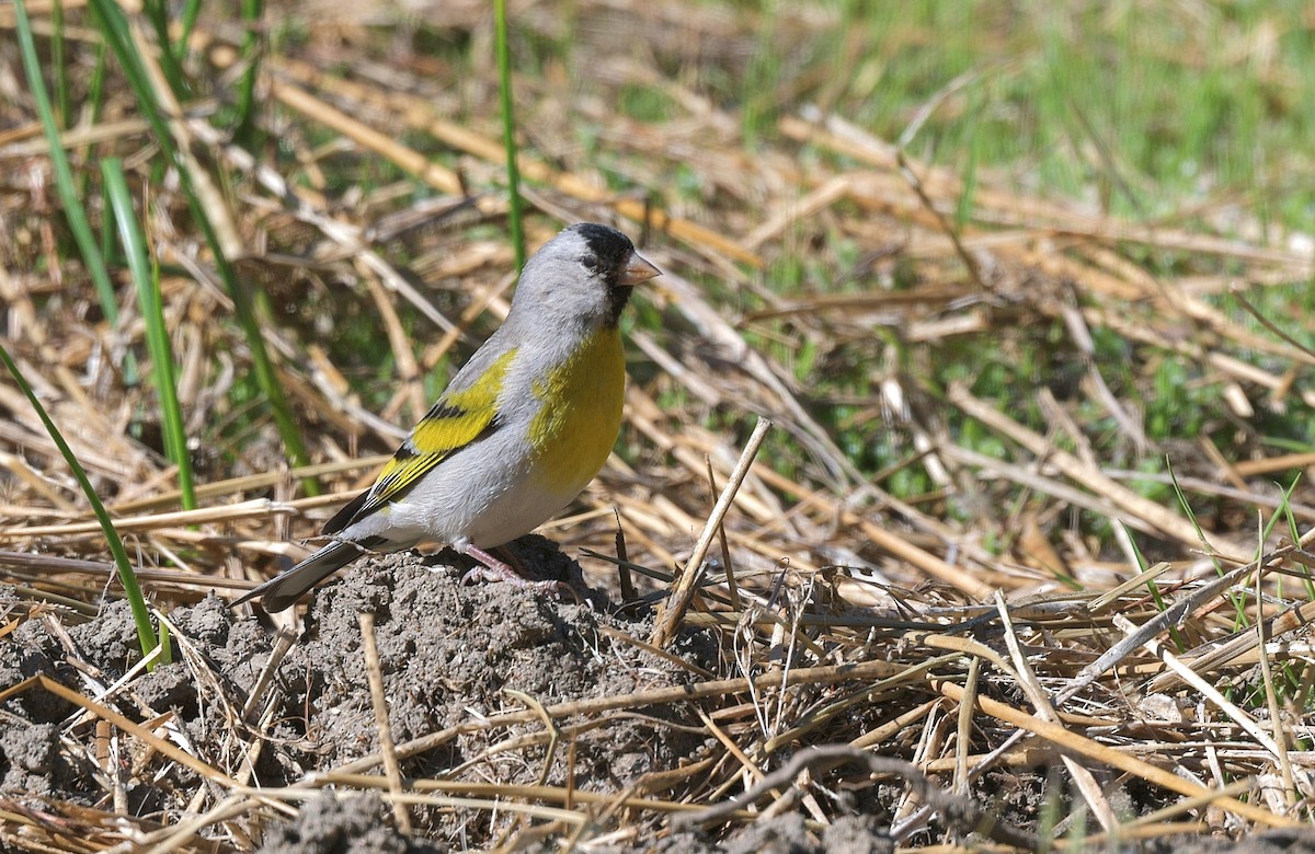 Lawrence's Goldfinch - Gary Charlton