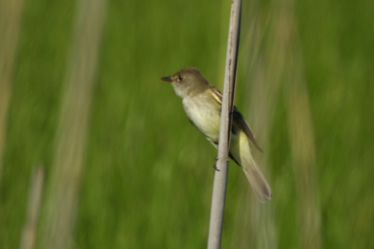 Willow Flycatcher - Dave Milsom