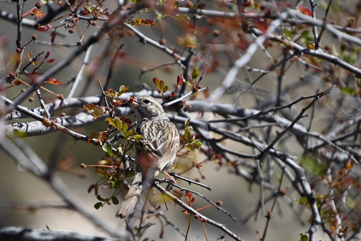 Brewer's Sparrow - Rich Howard