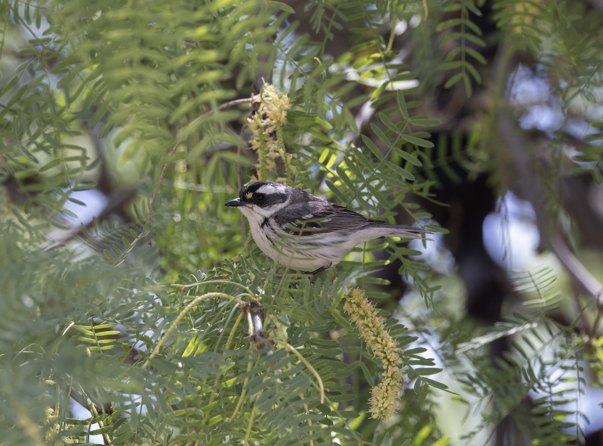 Black-throated Gray Warbler - Gary Woods