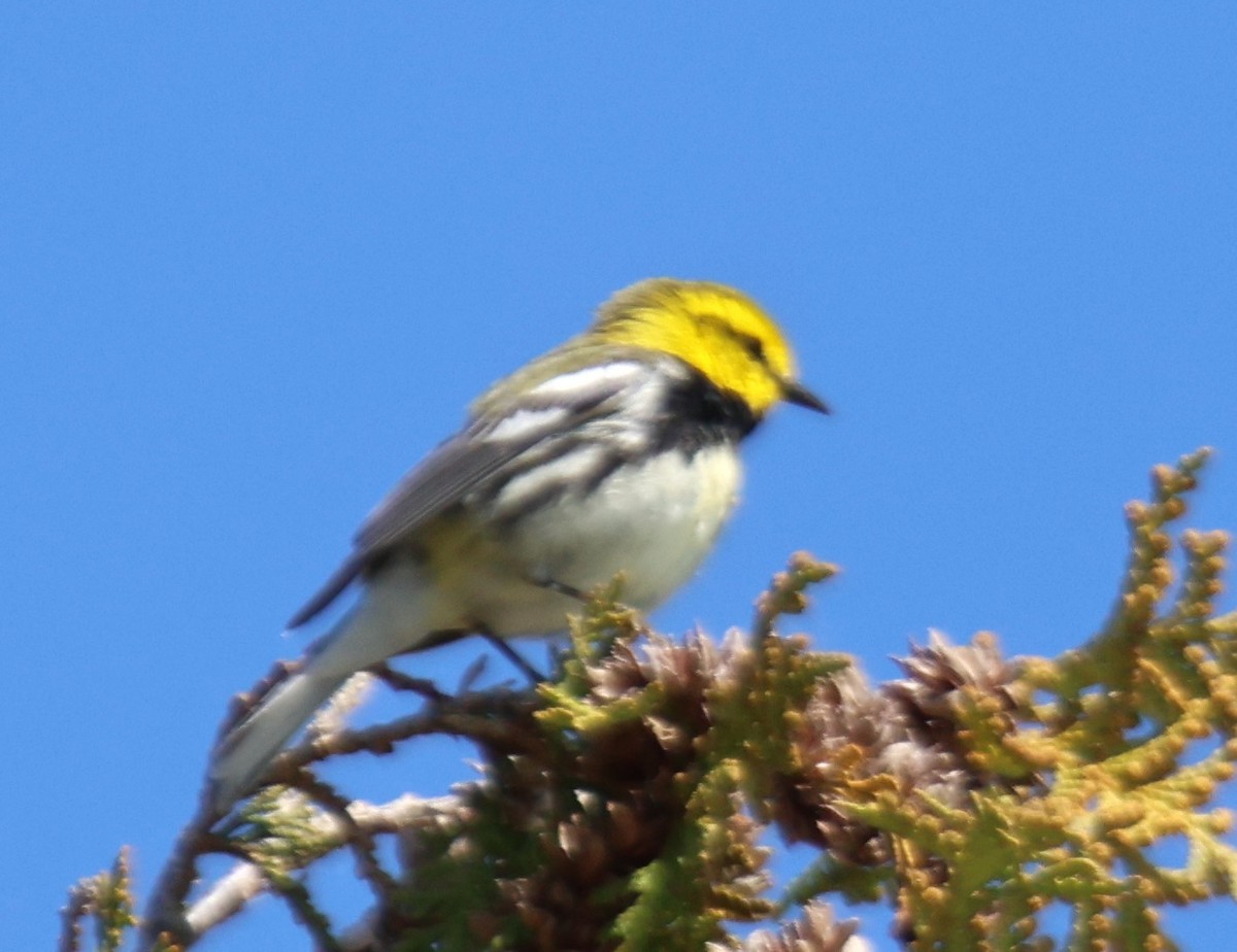 Black-throated Green Warbler - Alan Shapiro