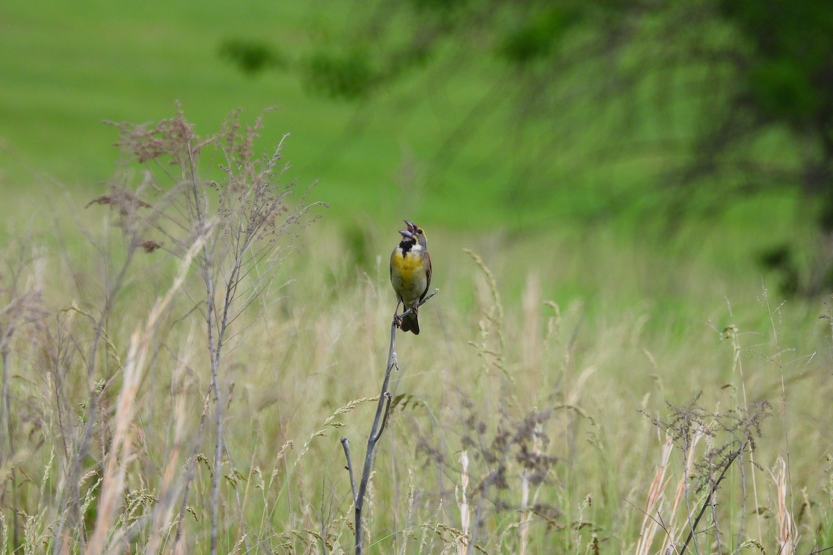 Dickcissel - Betty Lou Peckham