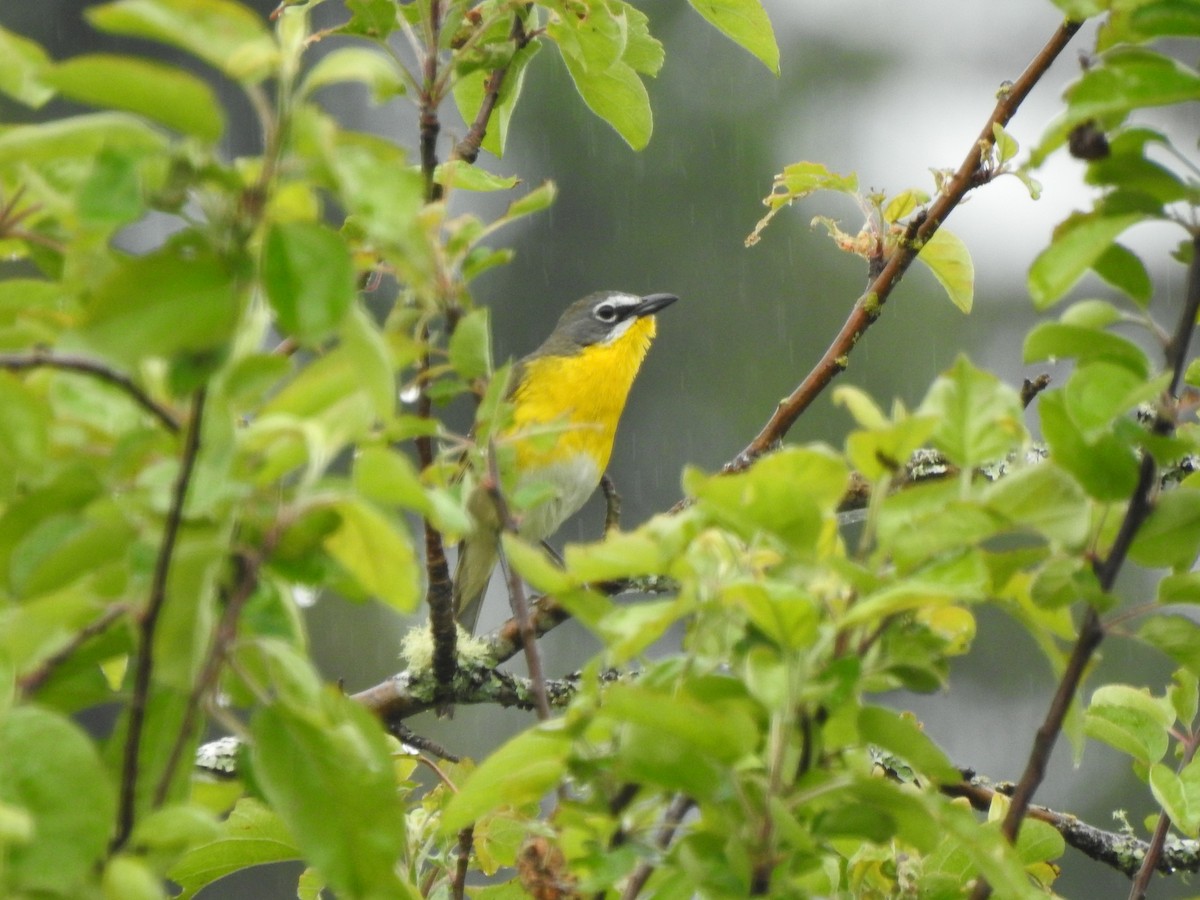 Yellow-breasted Chat - ML619544529