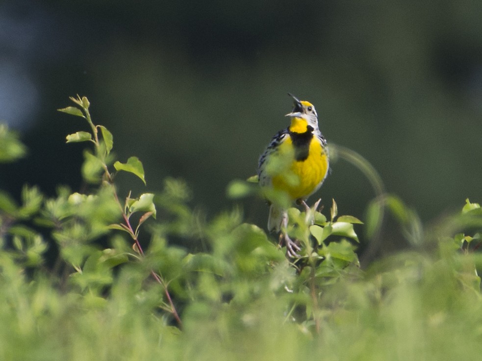 Eastern Meadowlark - T C