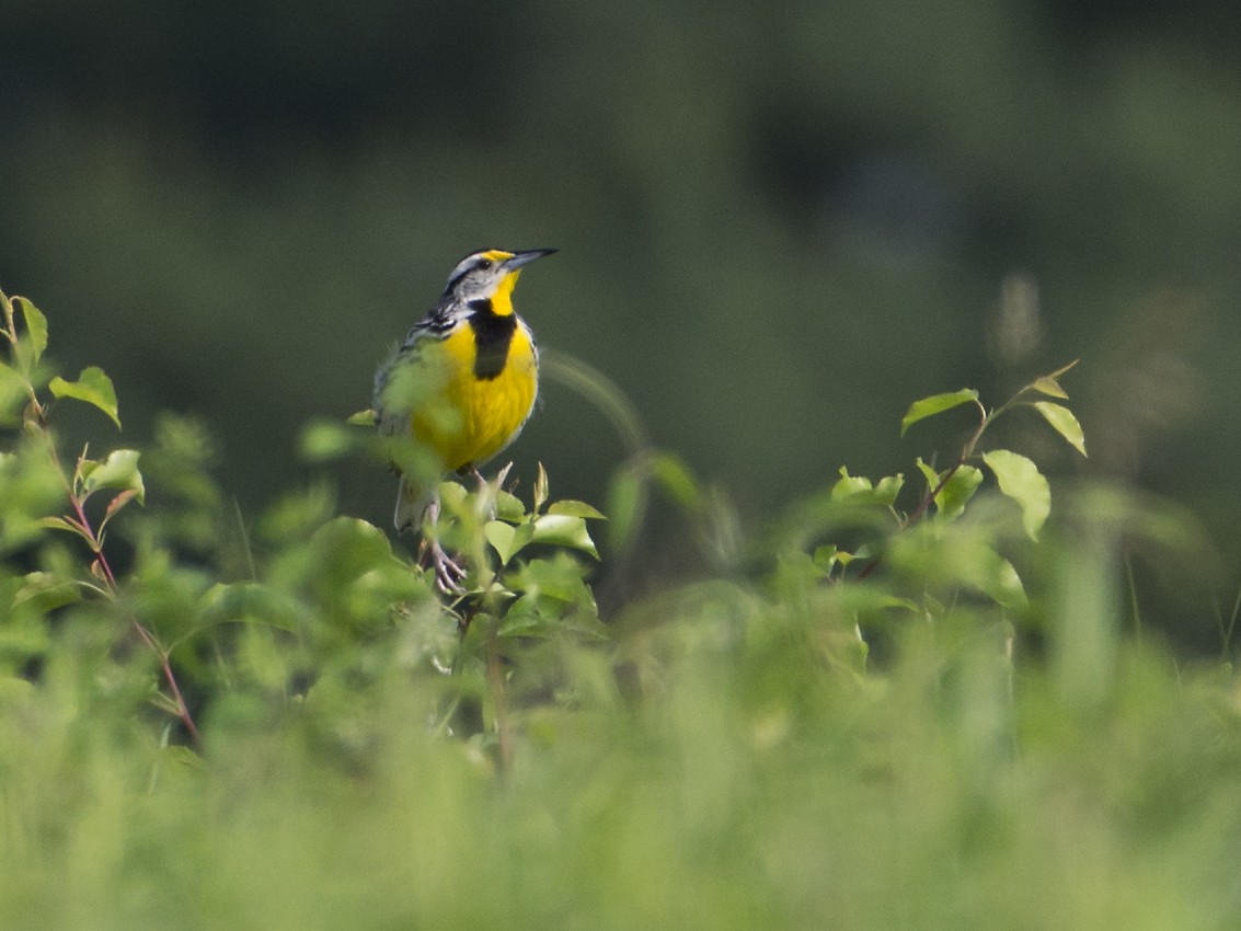 Eastern Meadowlark - T C