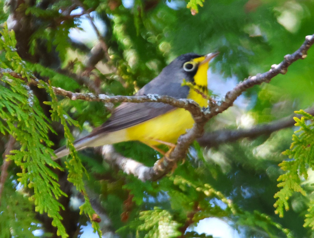 Canada Warbler - Alan Shapiro