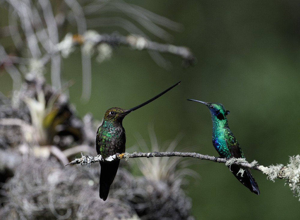 Sword-billed Hummingbird - Jose-Miguel Ponciano