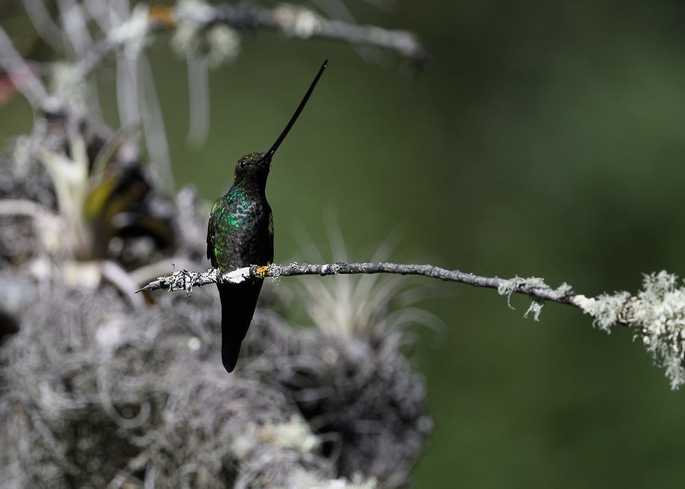 Sword-billed Hummingbird - Jose-Miguel Ponciano