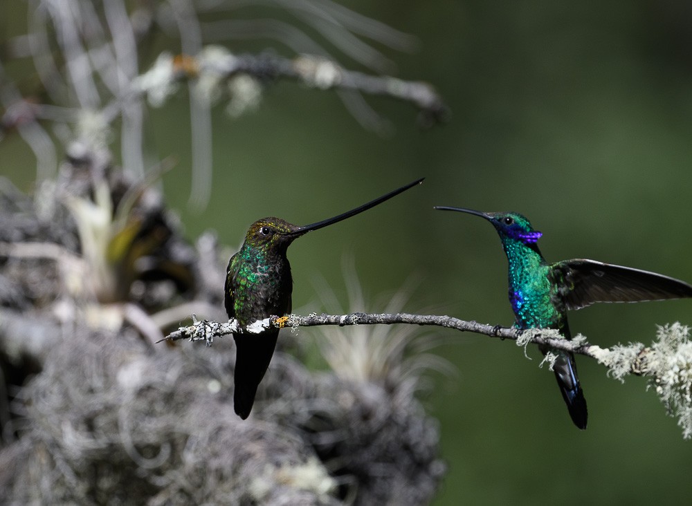 Sword-billed Hummingbird - Jose-Miguel Ponciano