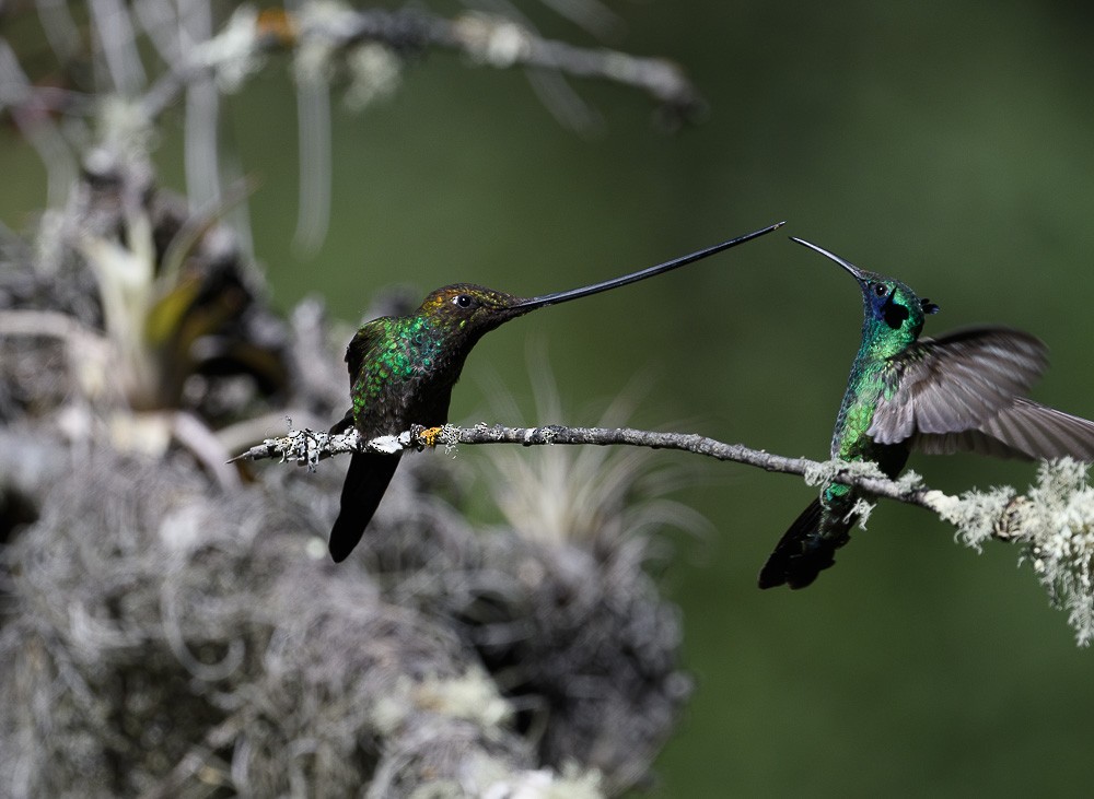 Sword-billed Hummingbird - Jose-Miguel Ponciano