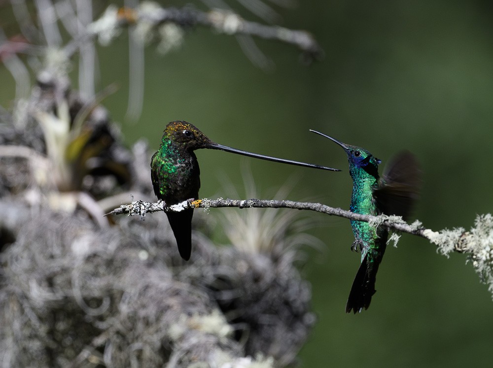 Sword-billed Hummingbird - Jose-Miguel Ponciano