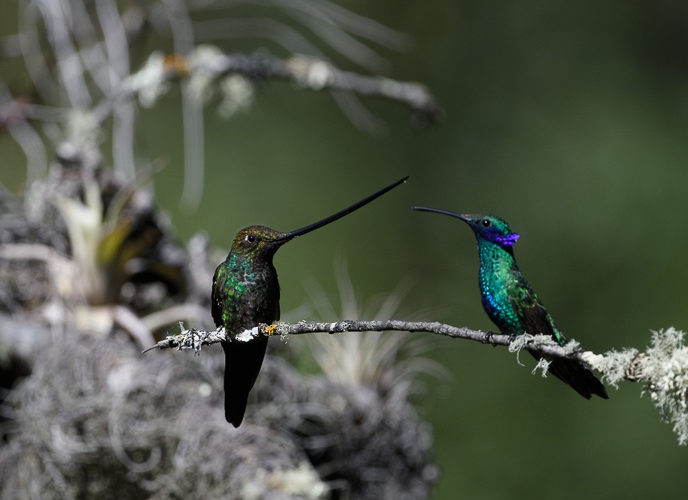 Sword-billed Hummingbird - Jose-Miguel Ponciano