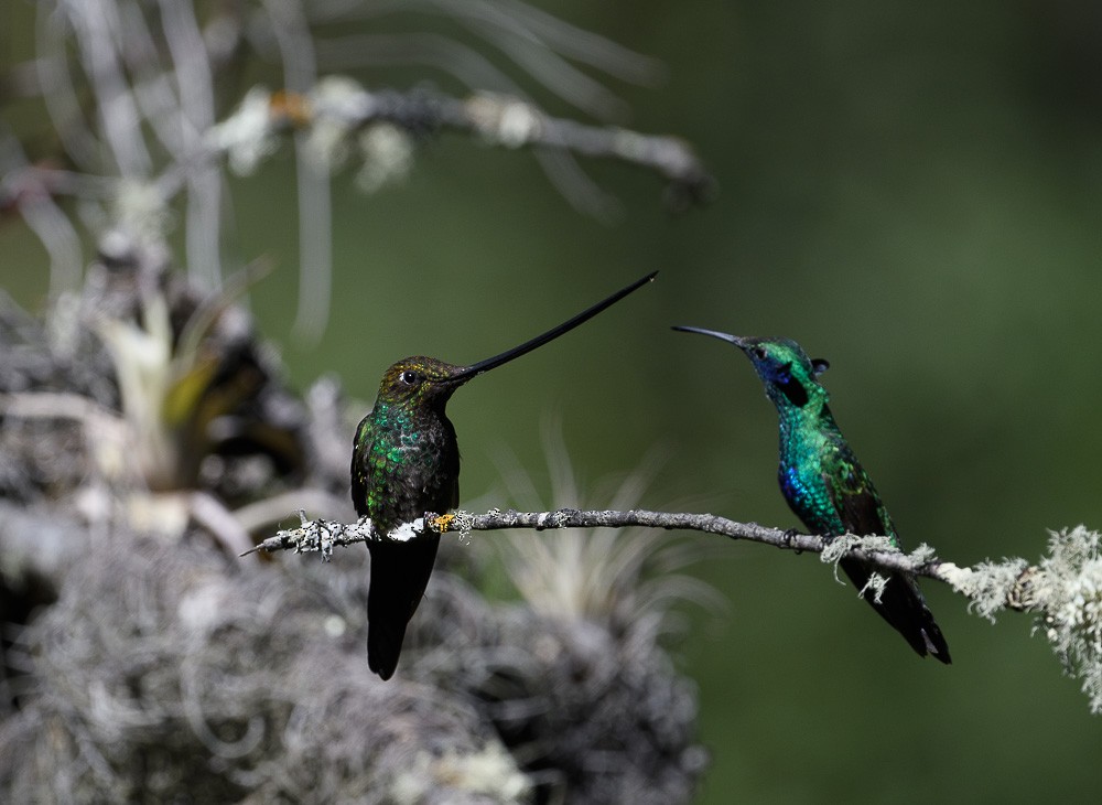 Sword-billed Hummingbird - Jose-Miguel Ponciano