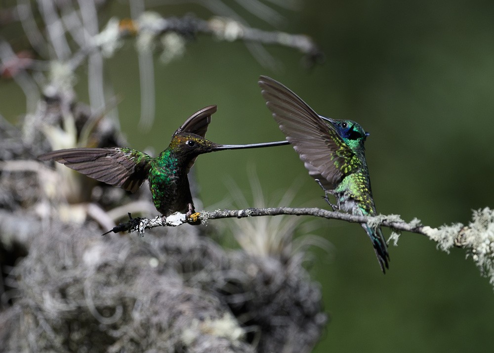 Sword-billed Hummingbird - Jose-Miguel Ponciano