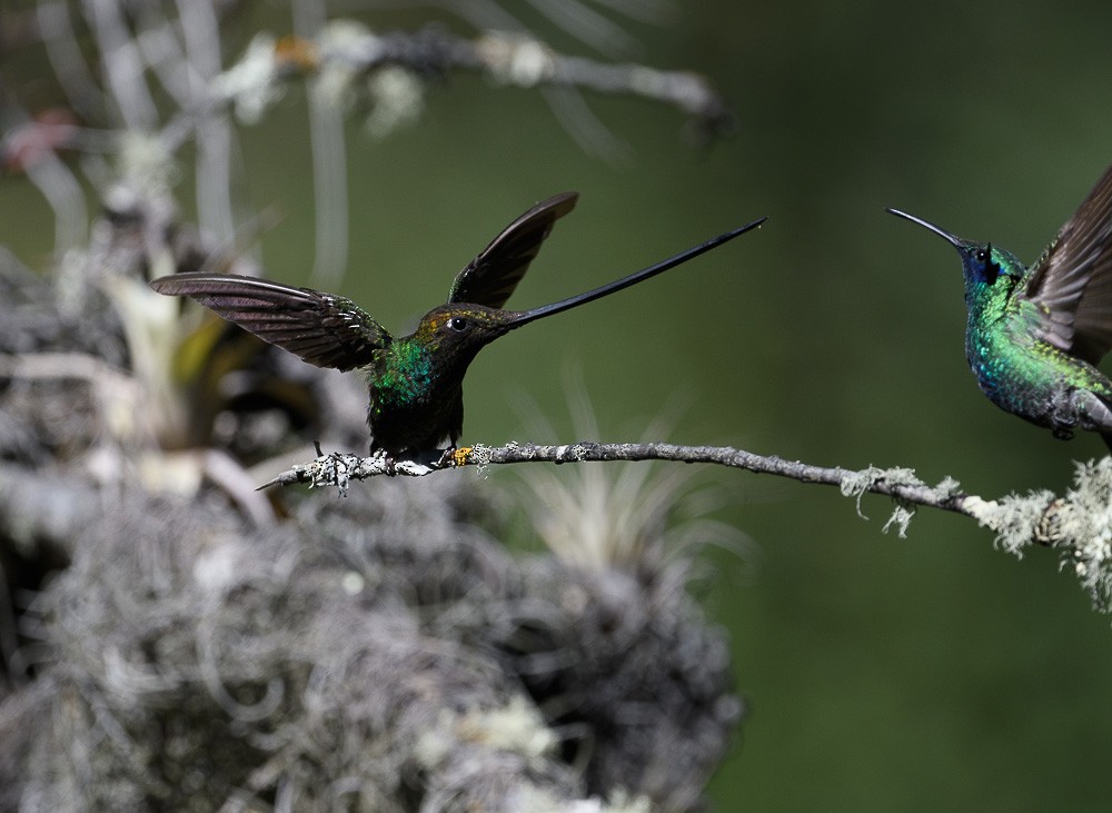 Sword-billed Hummingbird - Jose-Miguel Ponciano