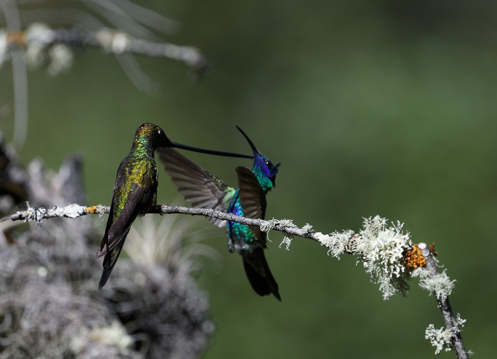 Sword-billed Hummingbird - Jose-Miguel Ponciano